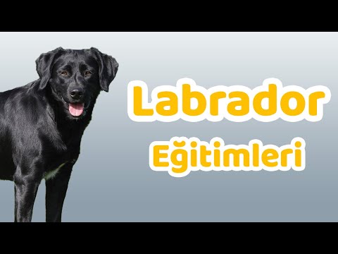 Labrador eğitimleri, temel, ileri ve rehber köpeklerin eğitimleri