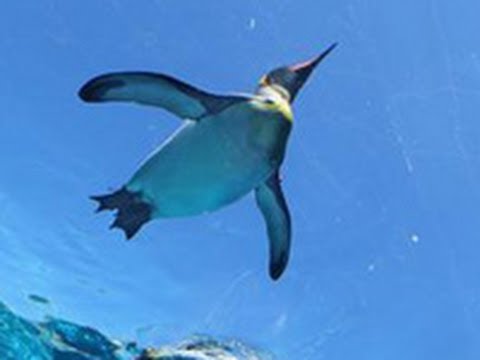 青山吉能 空飛ぶペンギン ぜんぶセット 空飛ぶペンギン - YouTube