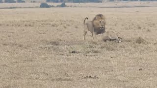 Salas Male Olepolos Dominating A Lioness
