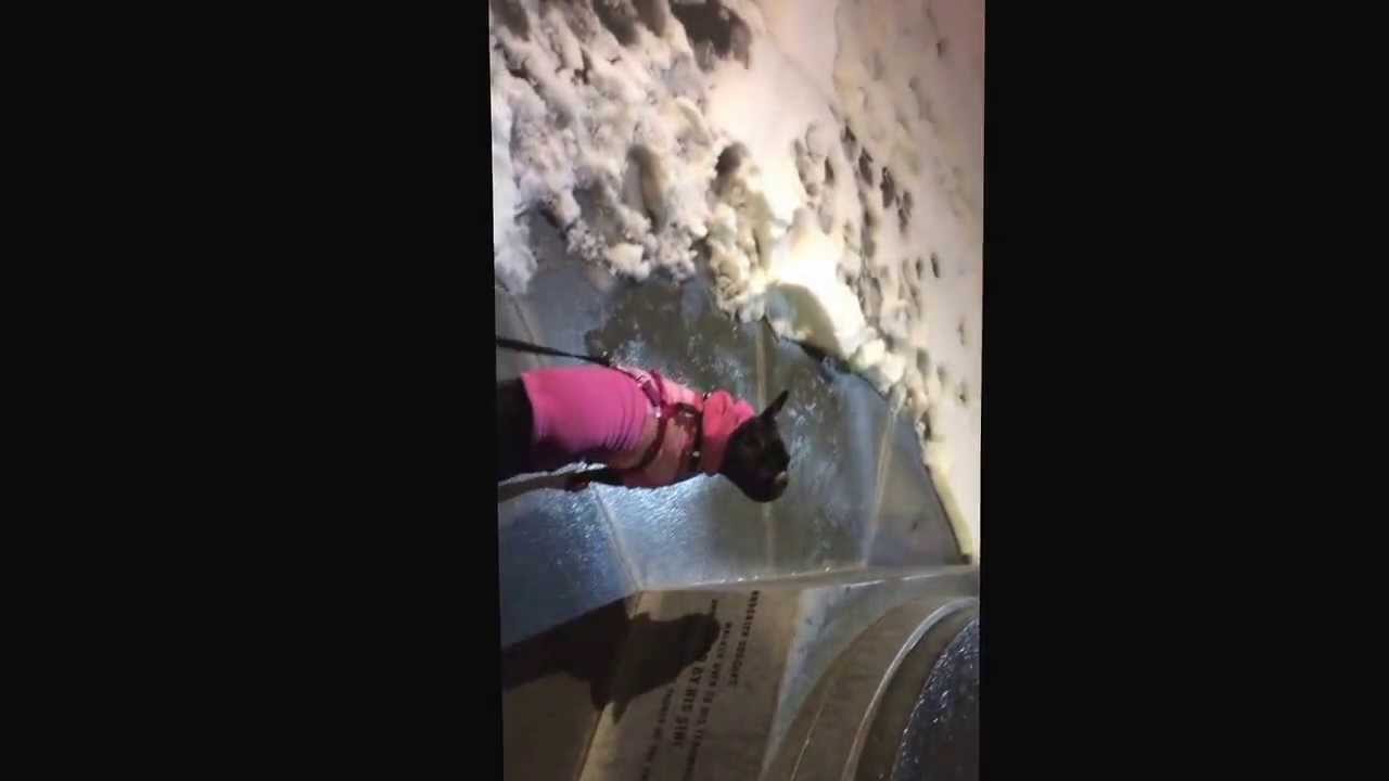 Maya French Bulldog Barking at Jackie Robinson - YouTube