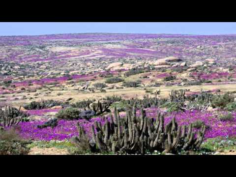 Video: Un Incredibile Alone Di Luna Ha Adornato Il Cielo Sopra Il Deserto Di Atacama In Cile - Visualizzazione Alternativa