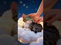 The Ultimate Dream​ #SleepyCat