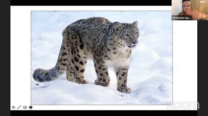 Charlotte Hacker | Researching Snow Leopards in Ch...