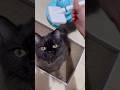 My cat loves when I brush her fur 😸