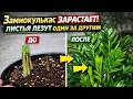 Замиокулькас зарастает! 😱 Листья лезут один за другим