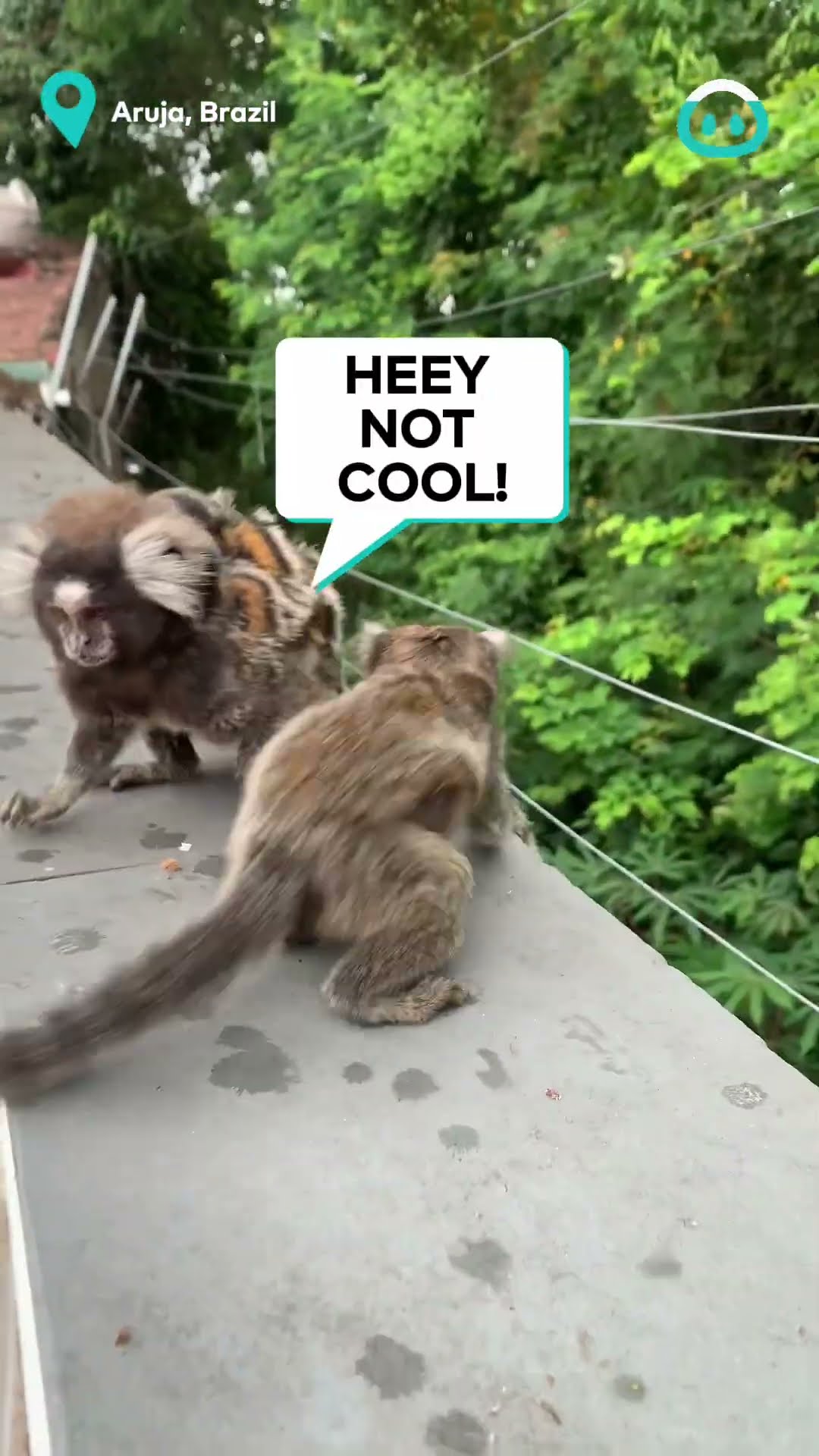 Snacking Whilst Carrying Babies - Mummy Monkey Multitask || ViralHog