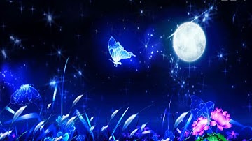 những cánh bướm xinh đẹp intro và hiệu ứng video lãng mạng đám cưới