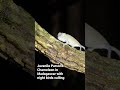 Young Parson’s Chameleon in Madagascar (Calumma parsonii cristifer)
