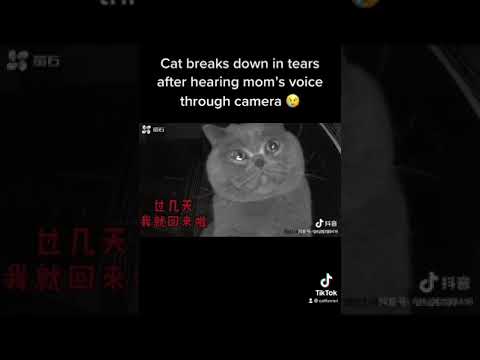 Cat breaks down in tears after hearing owner’s voice in camera #crying