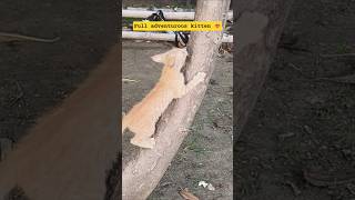 Active Mode ON#shorts #shortvideo #music#nature #kitten #cats #cute #funny #ytshorts #youtubeshorts
