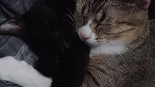 The cat video [40 sub special]