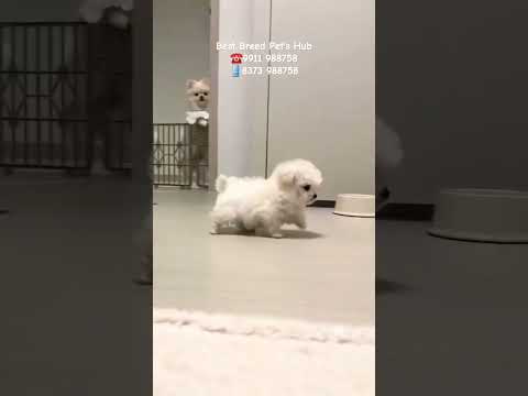 Bichon Frise Puppies