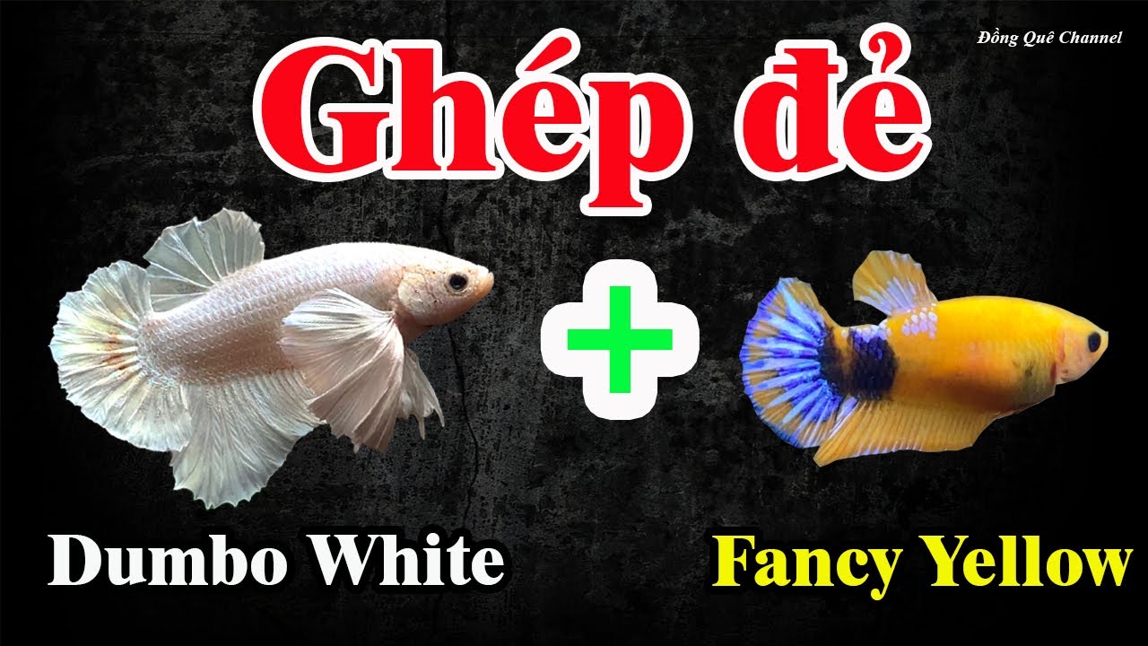 Thử Ghép Đẻ Cá DUMBO WHITE với FANCY YELLOW – Kết Quả Bầy LIA THIA Lai SUPER YELLOW┃Đồng Quê Channel