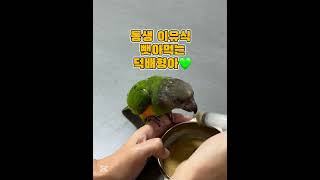 질투화신 덕배의 애기짓 #세네갈앵무 #parrot #세네갈앵무새 #검은머리카이큐