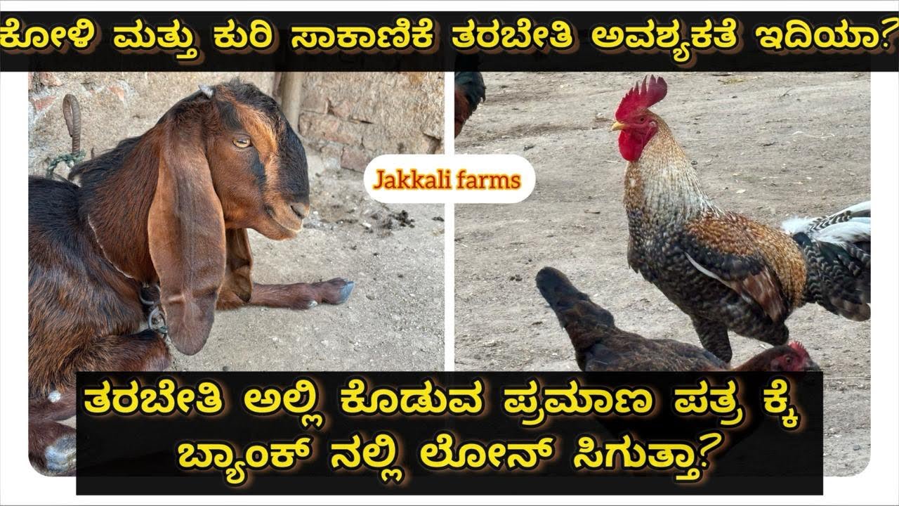 ಕೋಳಿ ಮತ್ತು ಕುರಿ ಸಾಕಾಣಿಕೆ ತರಬೇತಿ ಅವಶ್ಯಕತೆ ಇದಿಯಾ?