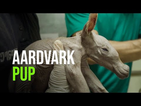 Video: El bebé huérfano Aardvark califica a un veterinario y varios perros como madres sustitutas