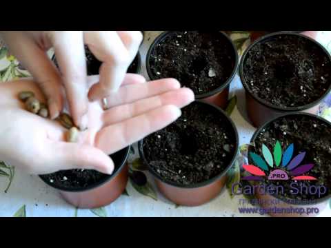 Видео: Как да отглеждаме финикова палма от семена у дома