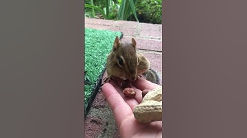 Chipmunk stuffing cheeks with hazelnut is so cute
