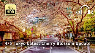 As of 4/5 - Tokyo Latest Cherry Blossom Update: Secret Spot Tourists Don't Know [4K/HDR/Binaural]
