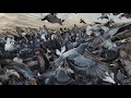 Amazing Millions of beautiful Kabootar, Pigeons, DOVE, Birds high flying