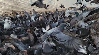 Amazing Millions of beautiful Kabootar, Pigeons, DOVE, Birds high flying