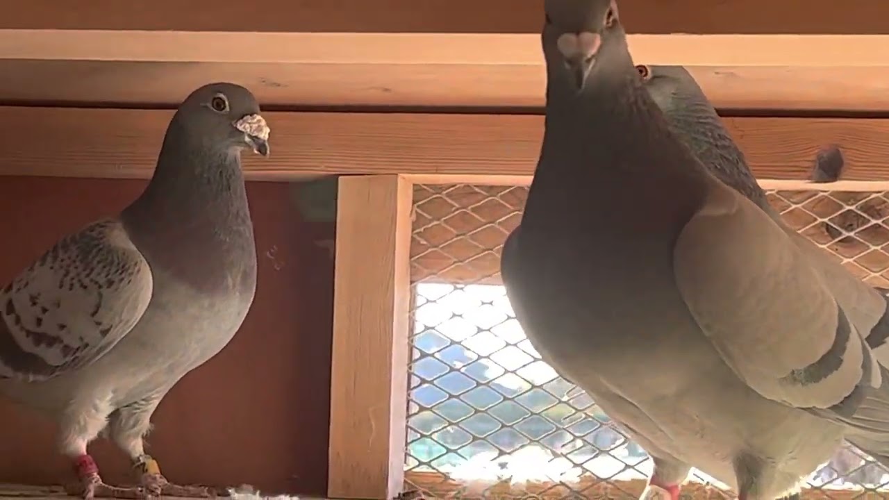 現役種鳩♂ ♀ - YouTube 現役種鳩♂ ♀ - YouTube