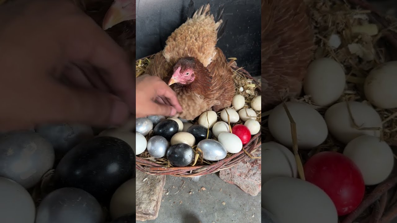 Crazy Hen Hatching Many Colorful Eggs
