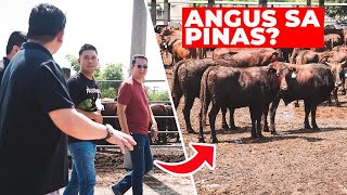 Black Angus sa Pinas? RSRH Livestock Corp. Farm and Abbatoir.