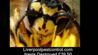 Liverpool Pest Control Wasps' Nests