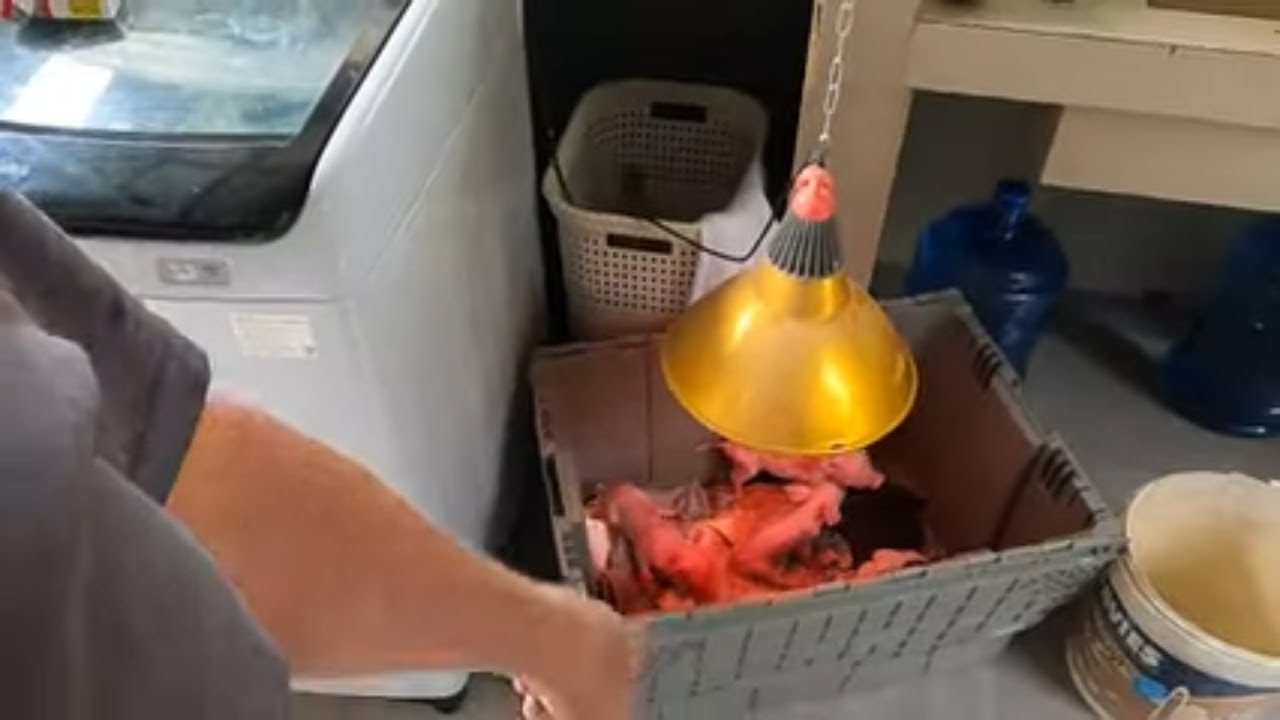 Sick Sausages, Baby piglets nearly died, Thiefs are back in the back