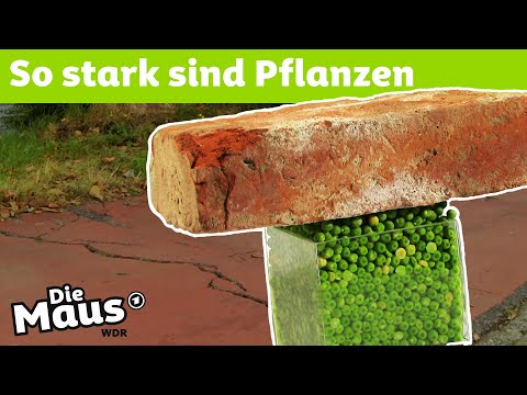 Video: Pflanzen Bahnen Sich Ihren Weg Durch Steine