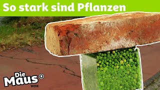 So wachsen Pflanzen durch den Asphalt | DieMaus | WDR