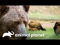 La hermosa temporada cálida en Yellowstone | La vida en Yellowstone | Animal Planet