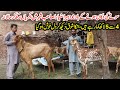 Heera Goat Farm | Desi Goats Farming in City Sialkot From 4 Years | Goat Farming in Punjab