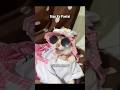 Siap Ke Pantai, Belum Sampe Pantai Udah Ngos-ngosan #shorts #cat #animals #kucing #funny #pets
