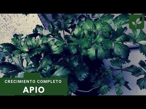 Video: Apio En Crecimiento