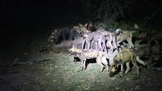 African Wild Dogs, Gorongosa NP,  Mozambique