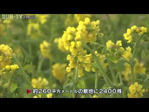淡路市 明石海峡公園で寒咲きナノハナが見頃
