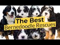 The Best Bernedoodle Rescues: Top 7 Picks! 🦴🐶🔴