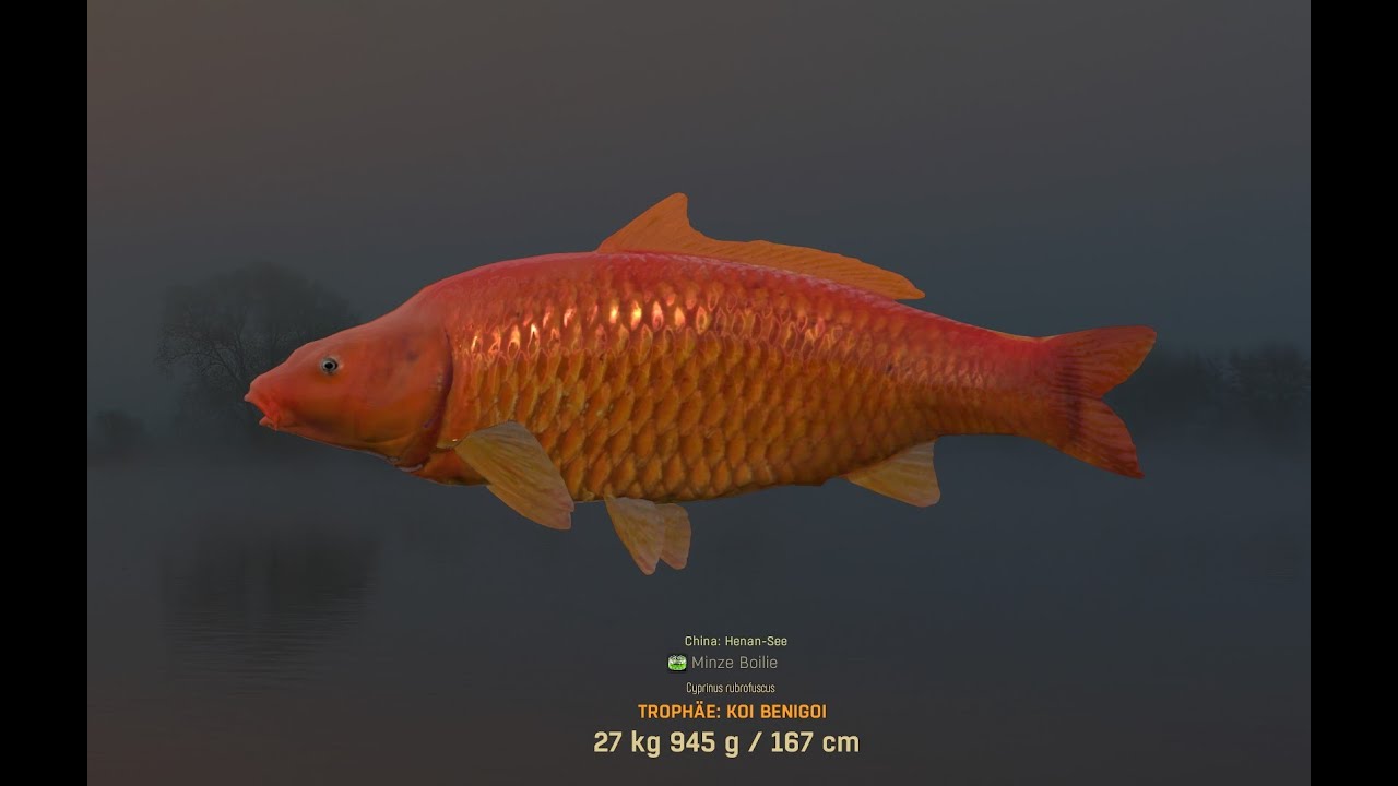 Fisher Online  Koi Benigoi  Trophy  Spot  China DLC