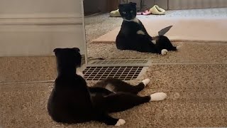 CATS you will remember and LAUGH all day! - Funniest cat videos