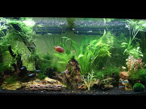 Aquarium feeding time - my Juwel 180 Rio 48 gallon with undergravel filter