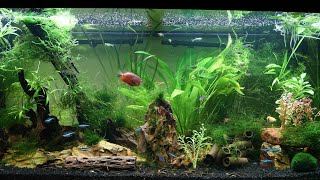 Aquarium feeding time - my Juwel 180 Rio 48 gallon with undergravel filter