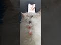 subscribe now 😘😘 #cat #catshorts #cute #pets #pets