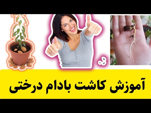 تصویری: کمپوست کردن پوسته آجیل - نحوه کمپوست کردن پوسته آجیل را بیاموزید