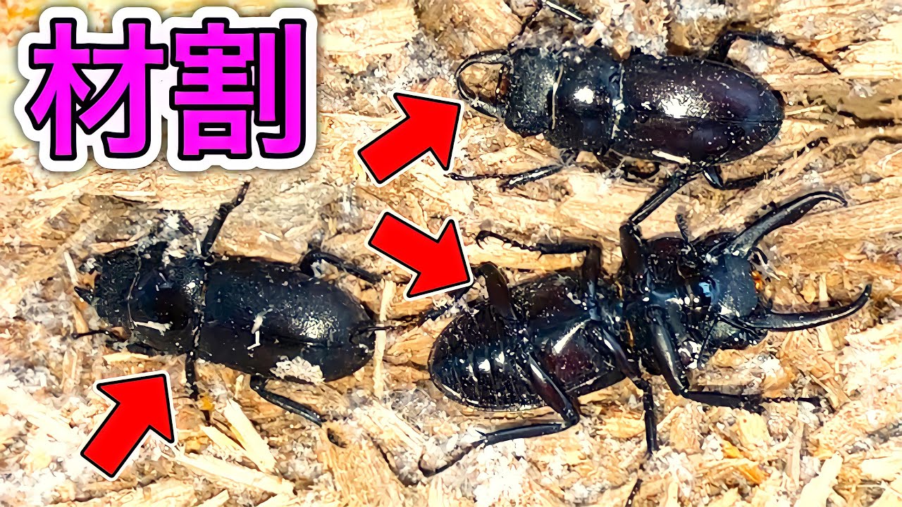 クワガタ採集機材一式 はじめてのクワガタ採集・飼育読本 決定版: クワガタを採る・育てる