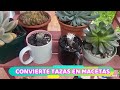 APRENDE HA HACER MACETAS DE TAZAS PARA TUS CACTUS Y SUCULENTAS, COMO RECICLAR TAZAS