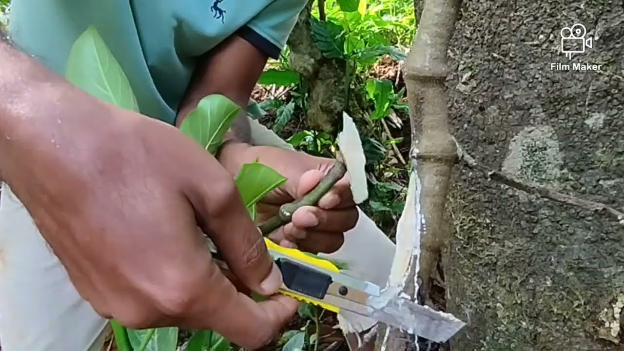 ചക്ക കുറ്റി മുറിച്ചു ഒട്ടിച്ചാൽ 10 ഇരട്ടി വിളവ് കിട്ടും 