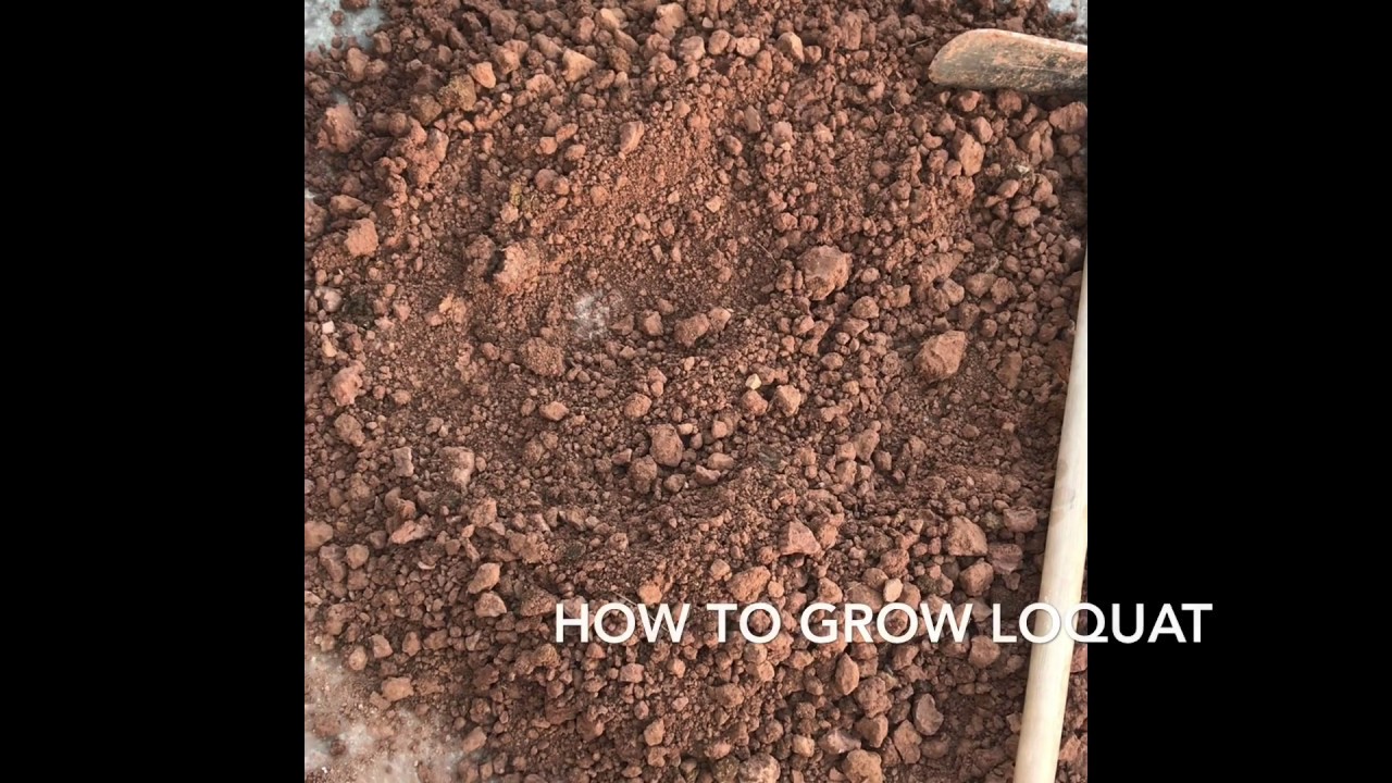 How to Grow Loquat From seed | How to grow Loquat tree | How to Grow tree in a pot | loquat