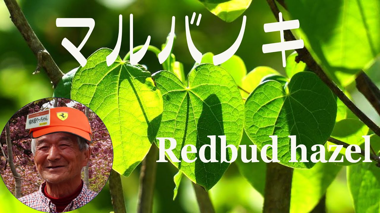 マルバノキ マルバノキ 『恵那錦』 | すべての商品 | | Junk sweet Garden tef*tef*